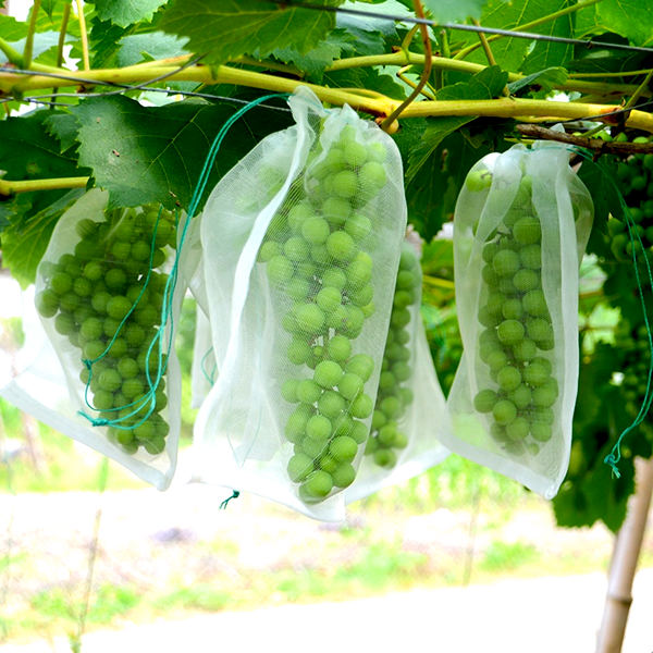 Grape insect nets bag