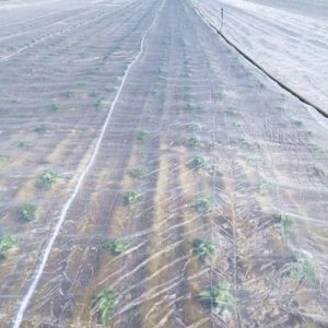 Insect Netting for vegetable